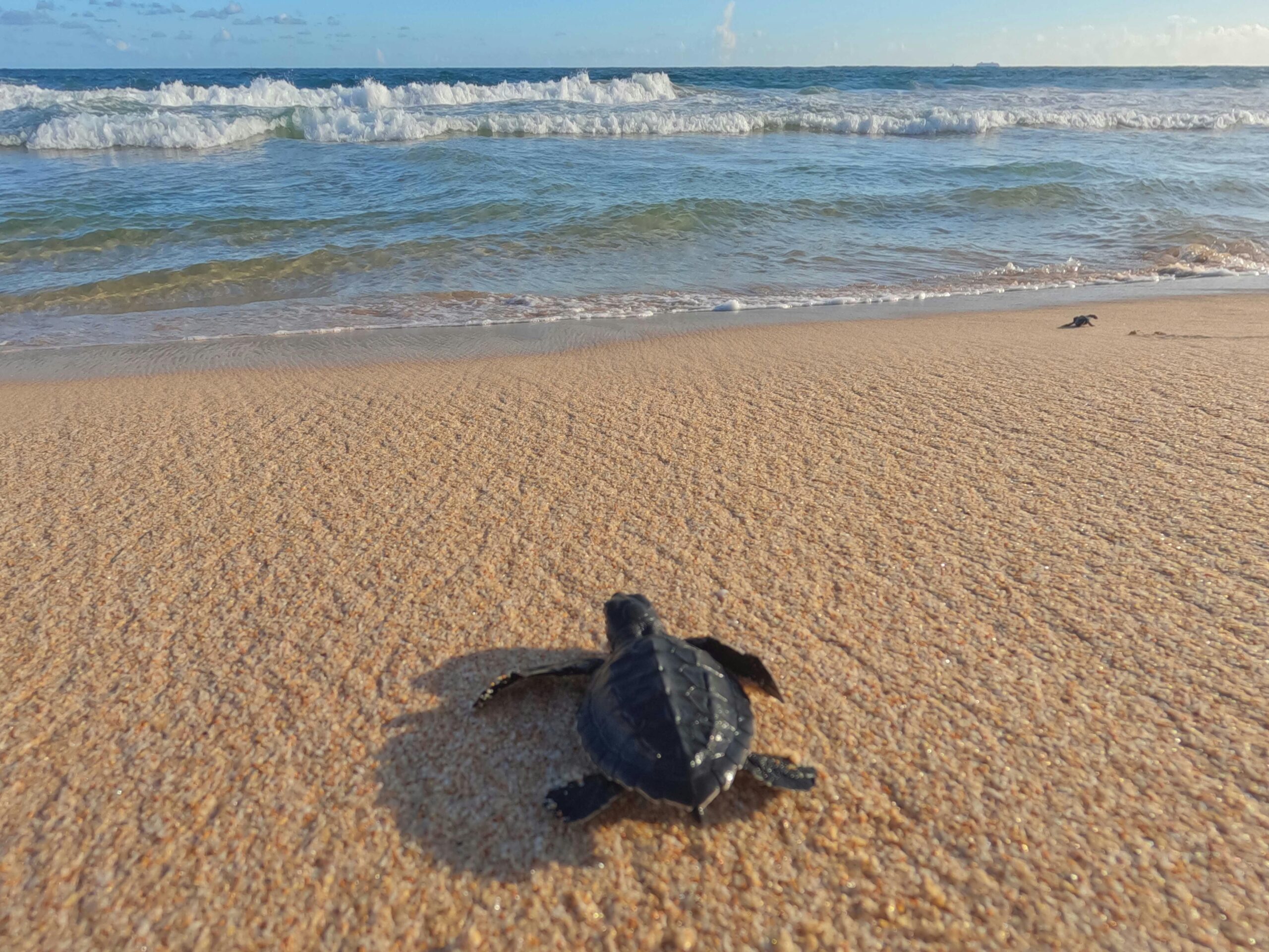 Sea Turtles Heroes